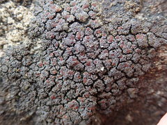 Fuscopannaria maritima