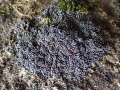 Fuscopannaria maritima
