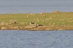 Rynchops flavirostris