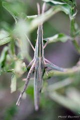 Acrida acuminata