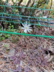 Magnoliopsida