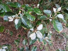 Elaeagnus macrophylla