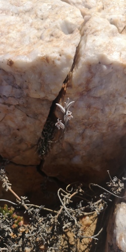 Haworthia arachnoidea
