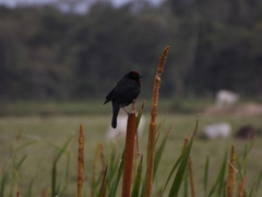 Chrysomus ruficapillus