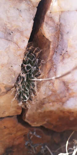 Haworthia arachnoidea