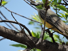 Tyrannus melancholicus
