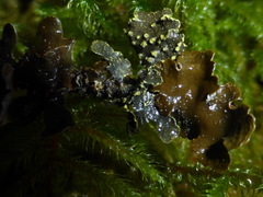 Pseudocyphellaria citrina