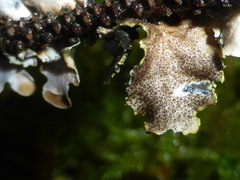 Pseudocyphellaria citrina