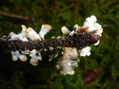 Pseudocyphellaria citrina