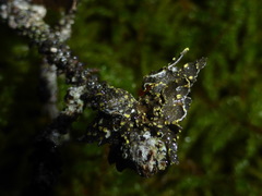 Pseudocyphellaria citrina
