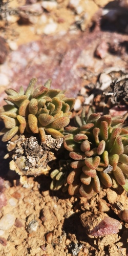 Tylecodon racemosus