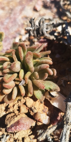 Tylecodon racemosus