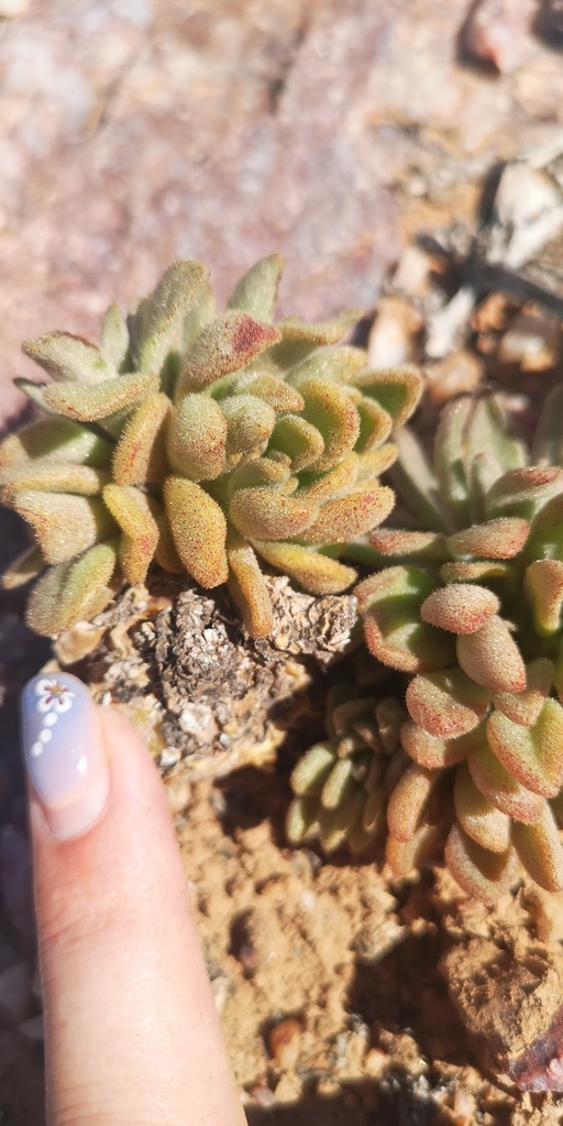 Cotyledon racemosa