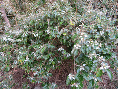 Elaeagnus macrophylla