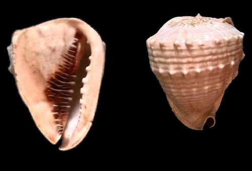 Emperor Helmet Snail