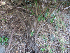 Elaeagnus macrophylla