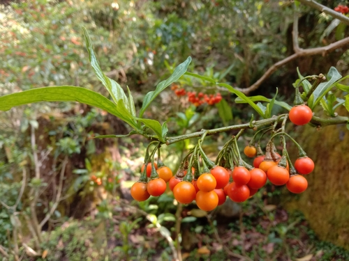 Solanum spirale iNat (3)