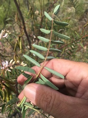Indigofera pratensis