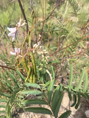 Indigofera pratensis