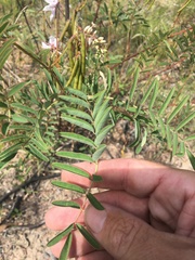 Indigofera pratensis
