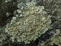 Flavoparmelia haysomii