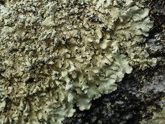 Flavoparmelia haysomii