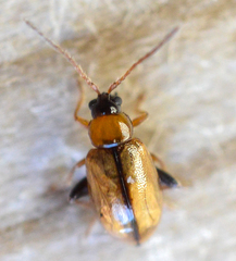 Longitarsus nasturtii