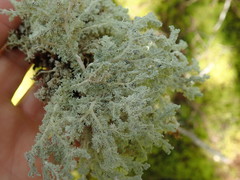Sphaerophorus stereocauloides