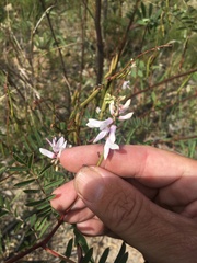 Indigofera pratensis