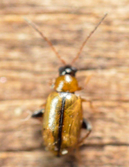 Longitarsus nasturtii