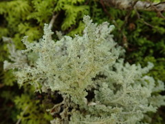 Sphaerophorus stereocauloides