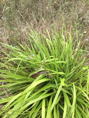 Dianella crinoides