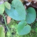 Variable-leaf Heartleaf - Photo (c) Ann WF, some rights reserved (CC BY-NC), uploaded by Ann WF