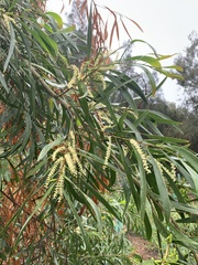 Juliflorae