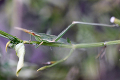 Acrida acuminata