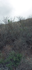 Calobota cytisoides