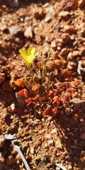 Oxalis haedulipes