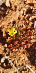 Oxalis haedulipes