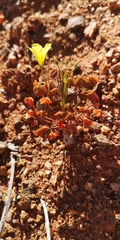 Oxalis haedulipes