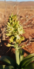 Ornithogalum xanthochlorum