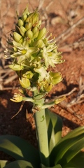 Ornithogalum xanthochlorum