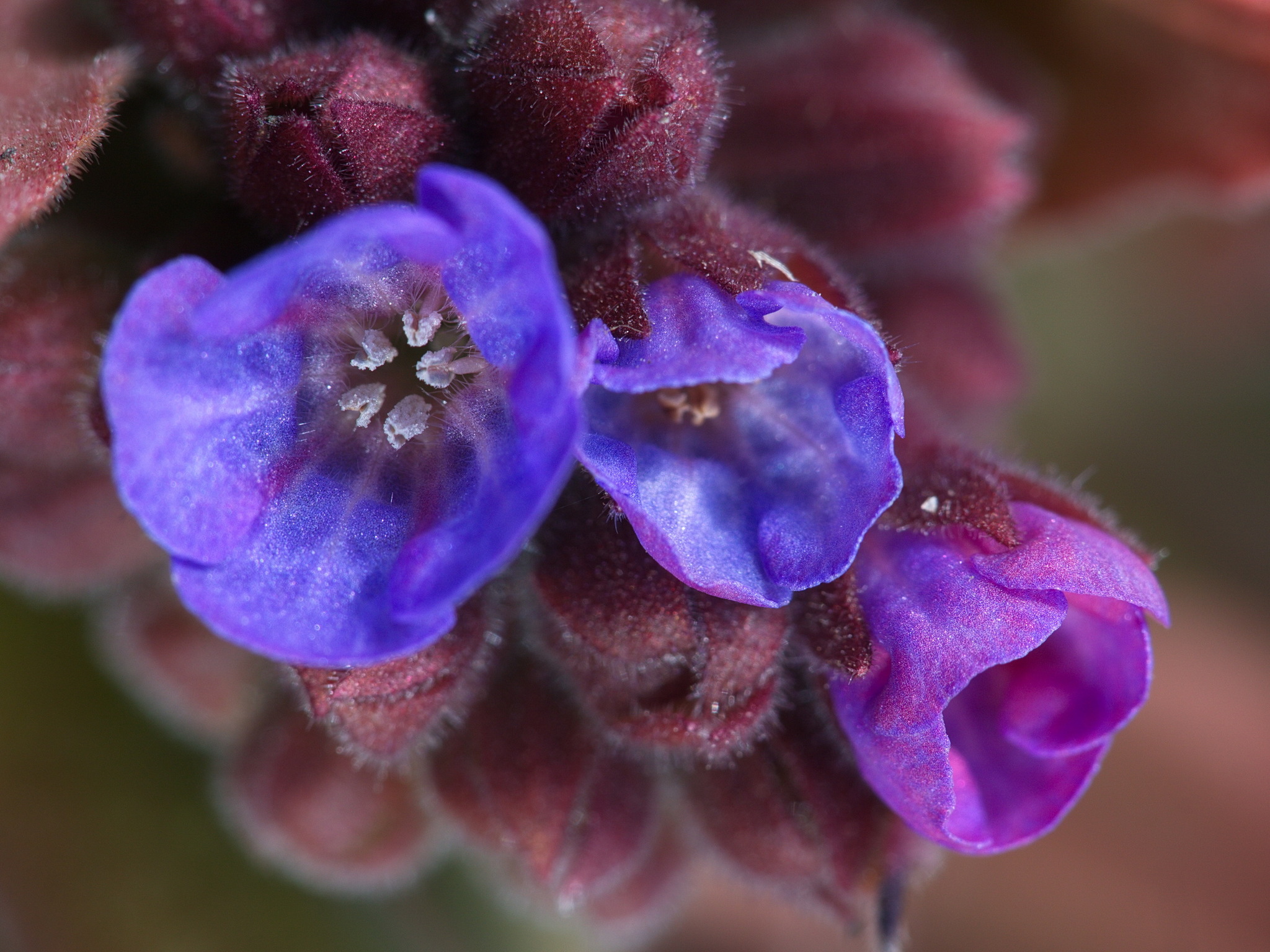 Pulmonaria
