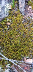 Triquetrella tristicha