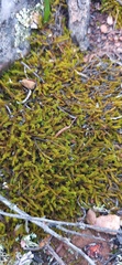 Triquetrella tristicha