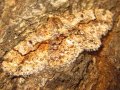 Satoblephara parvularia