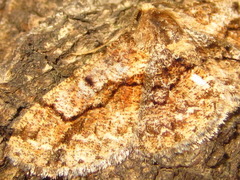 Satoblephara parvularia