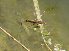 Limnoporus rufoscutellatus