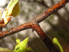 Paropsides soriculata