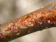 Paropsides soriculata