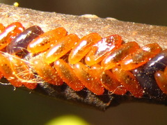 Paropsides soriculata